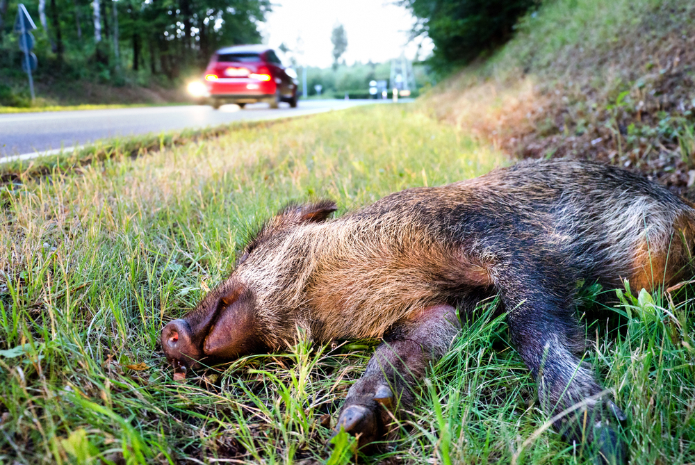 Schwarzwild als Opfer eines Verkehrsunfalls