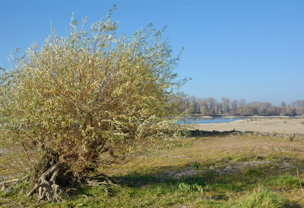 Korbweide