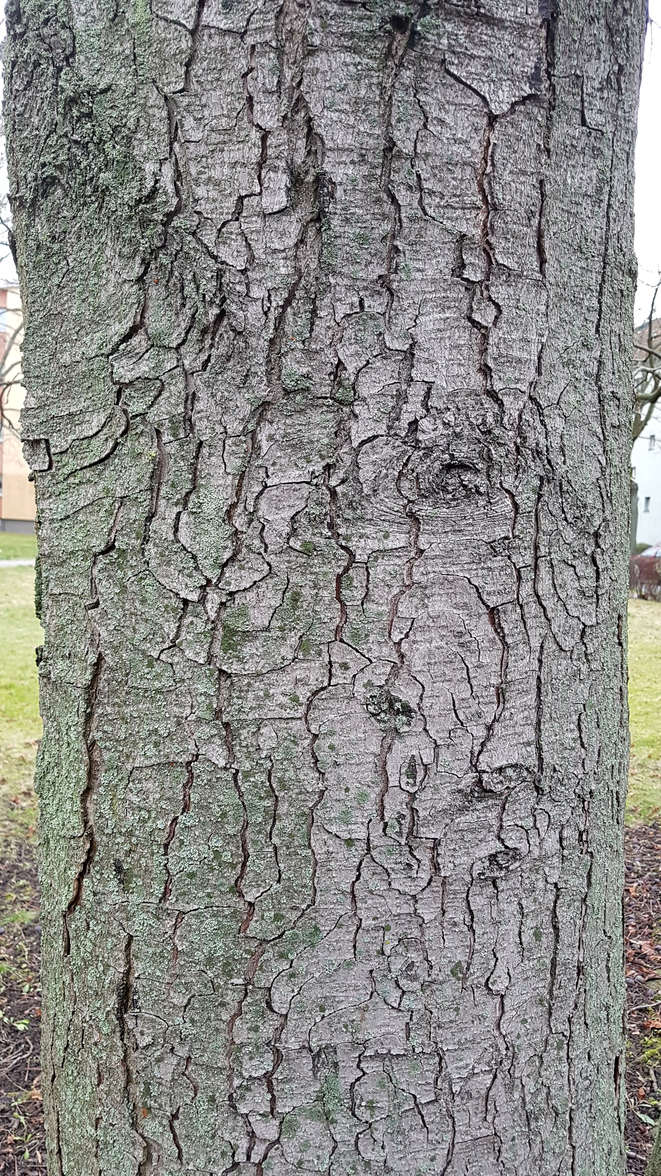 Kastanie-Ross-Gemeine Rinde 23 7a