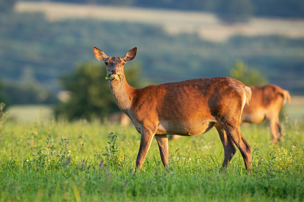 Hochbeschlagenes Rotwildtier