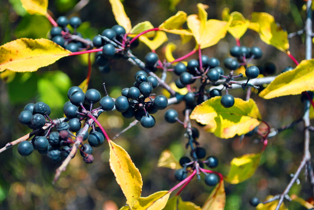 Beeren der Gemeinen Traubenkirsche
