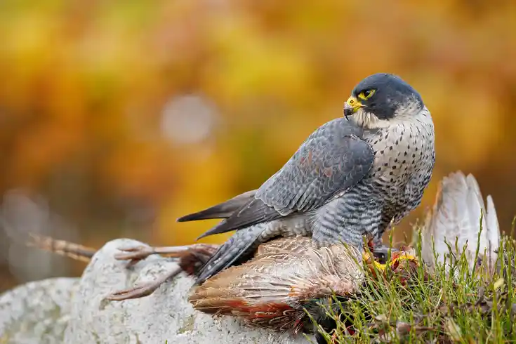 Wanderfalke mit geschlagenem Fasan