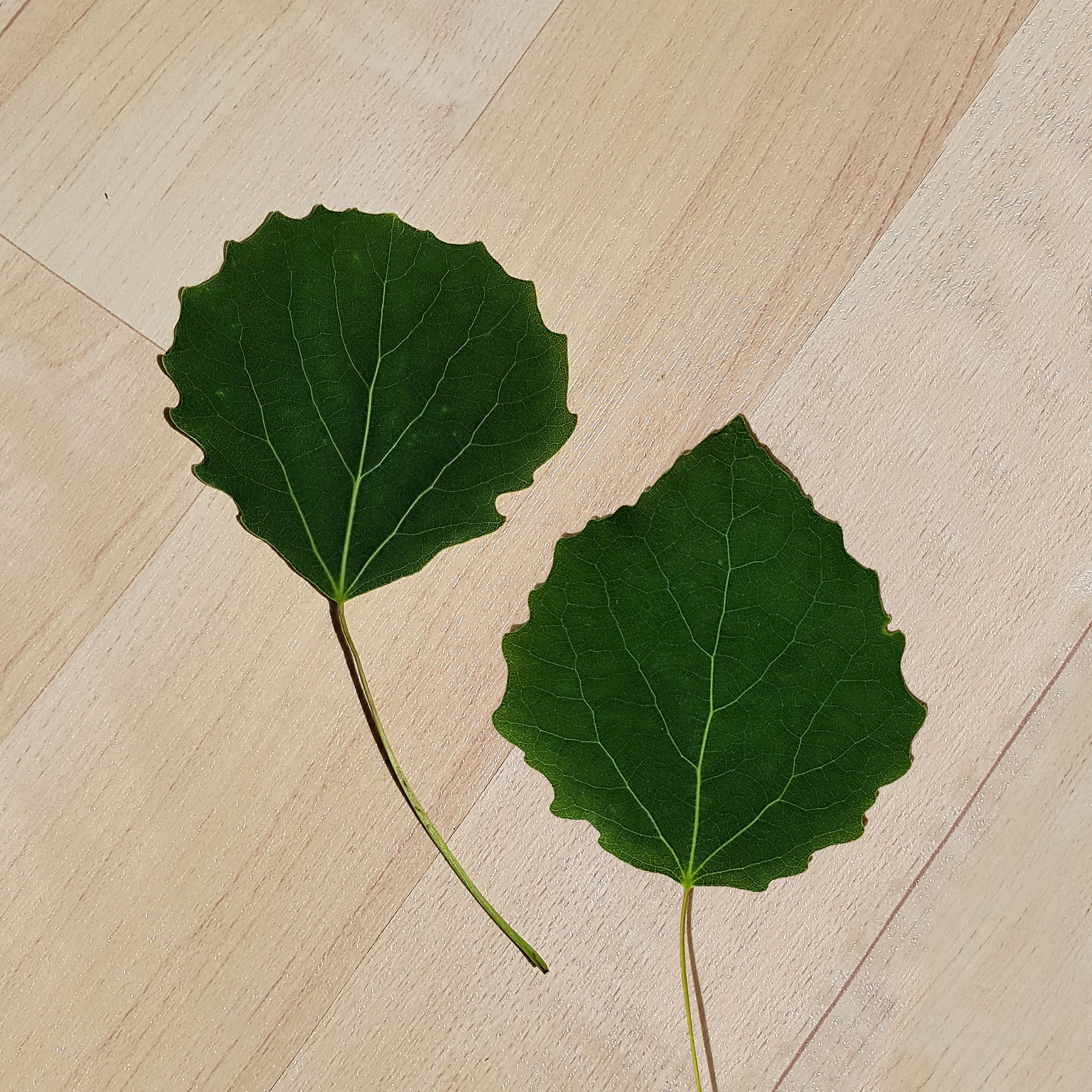 Pappel-Zitter Blatt dd