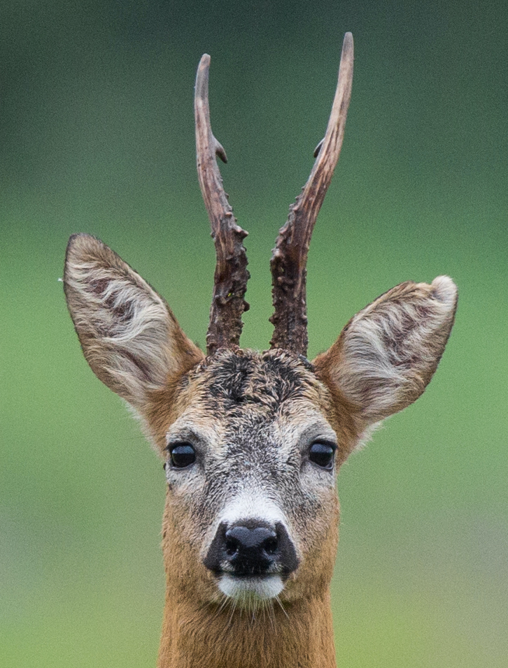 Rehbock Lyraform