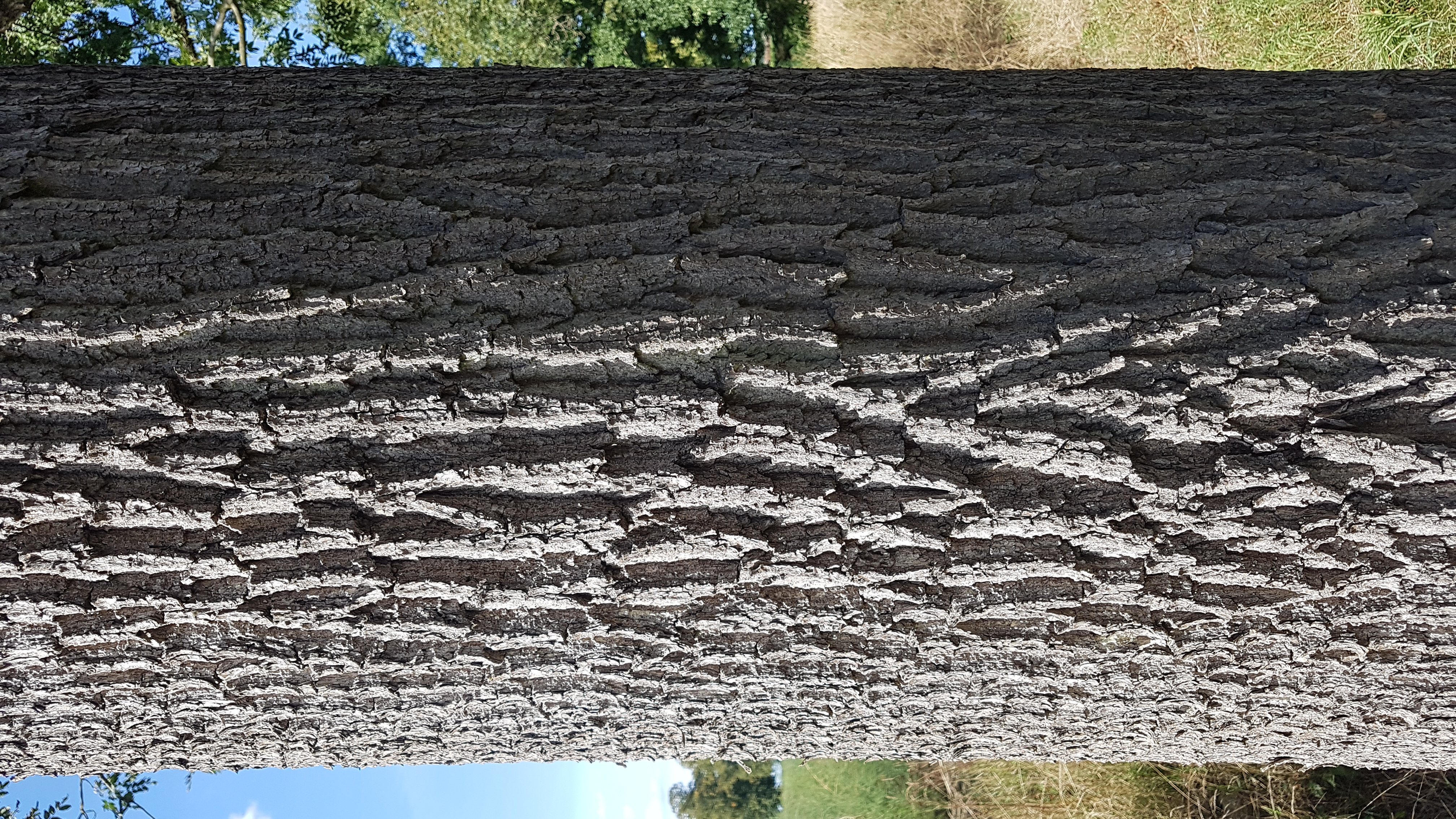 Esche-Gemeine Rinde 1 6