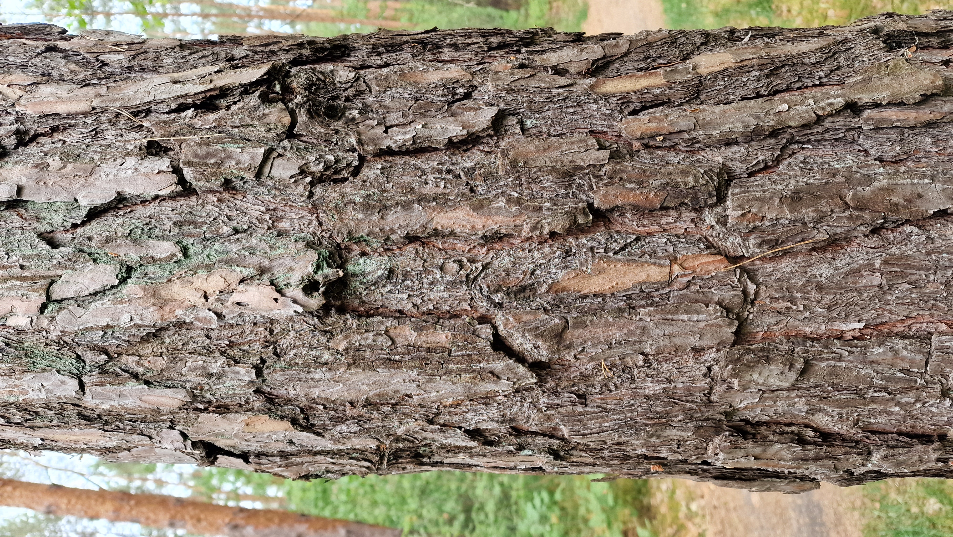 Kiefer-Wald Rinde Normal 1 13