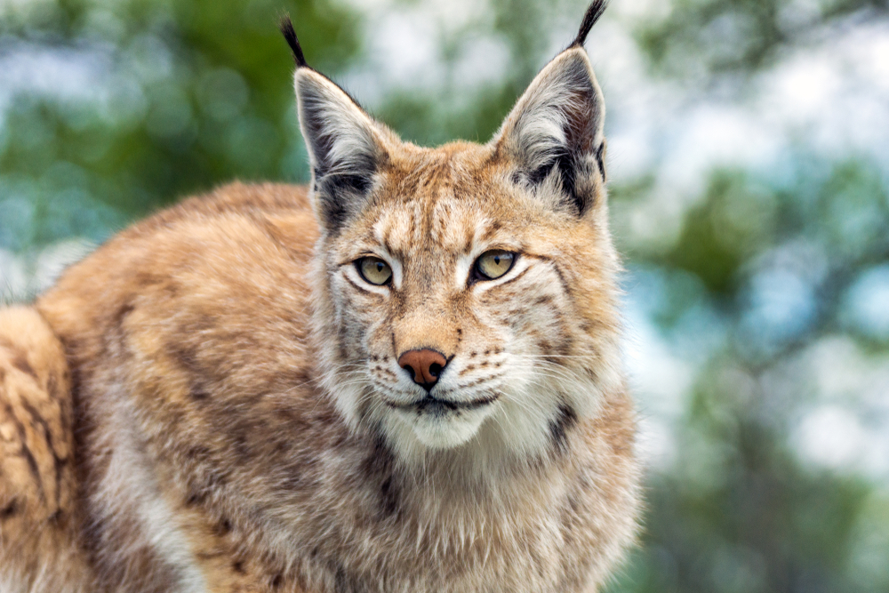 Luchs Gesicht