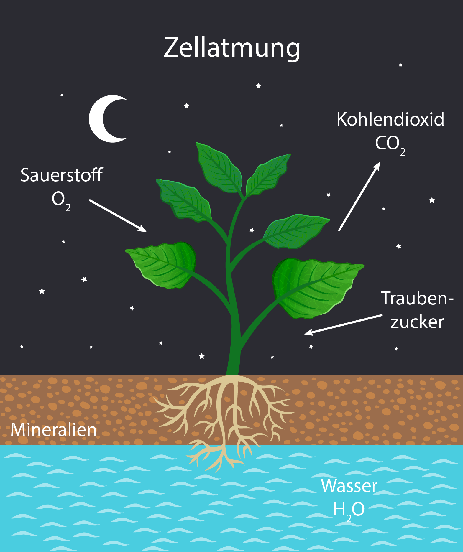 Zellatmung