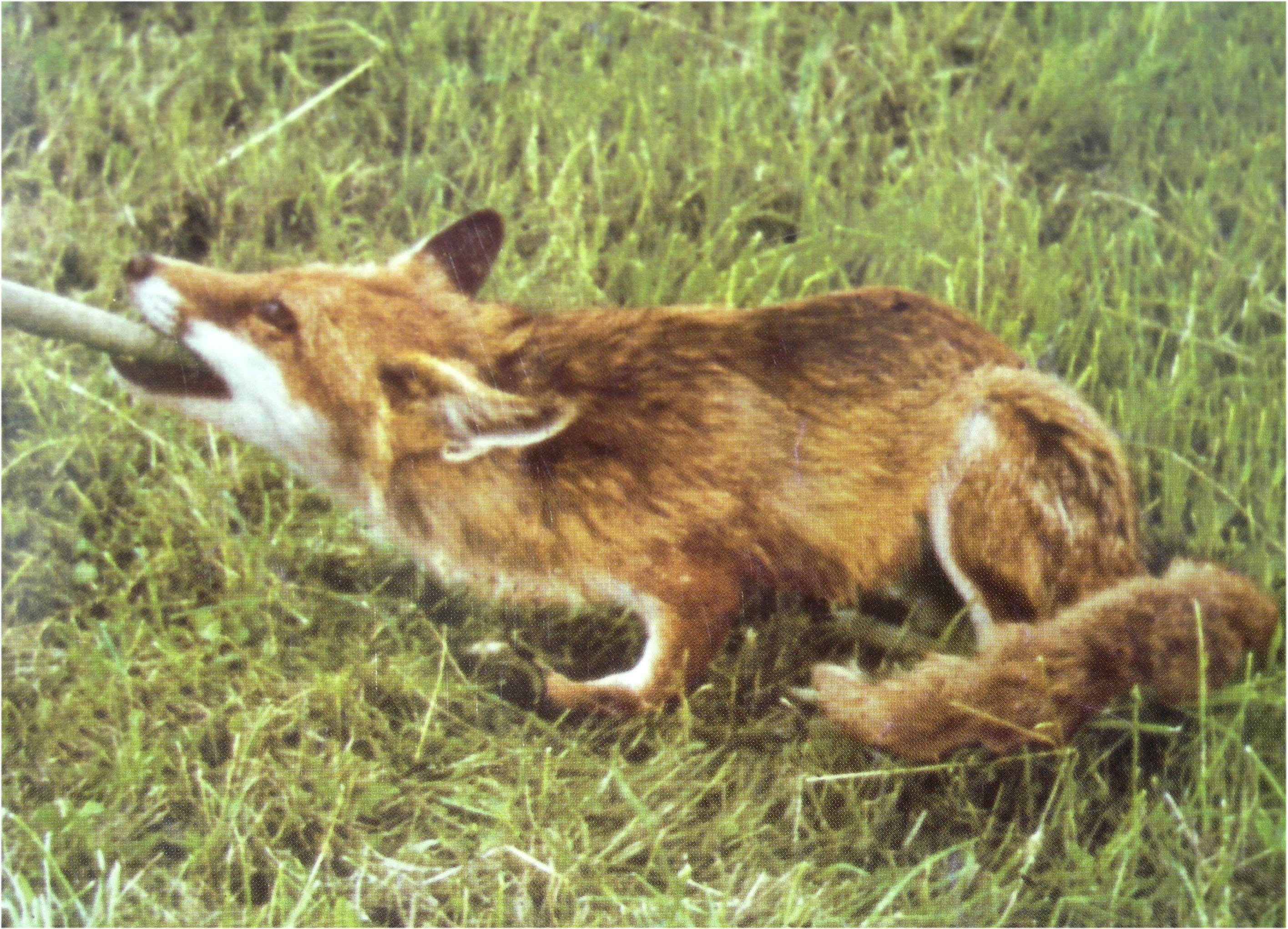 Tollwut beim Fuchs
