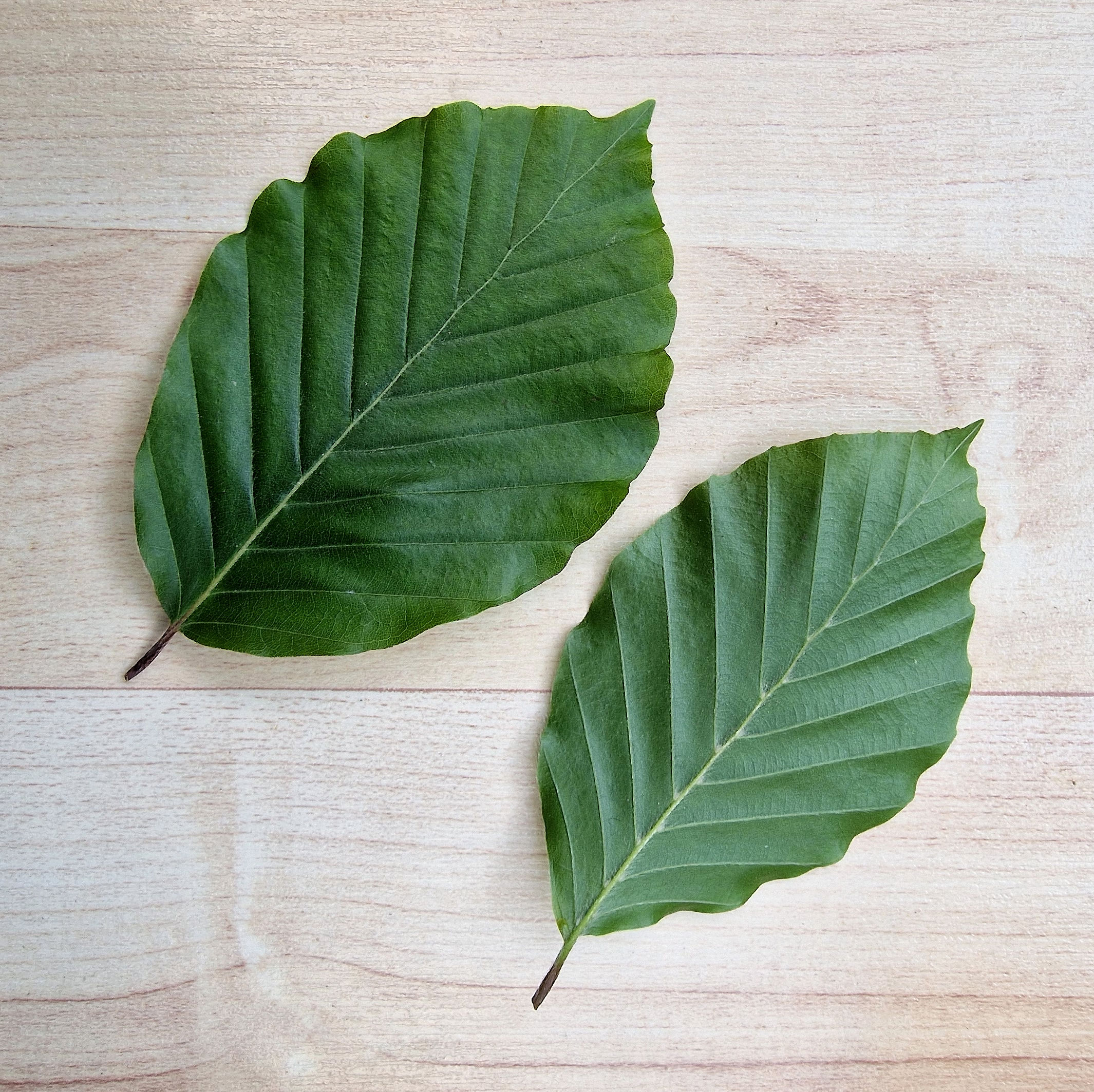 Buche-Rot Blatt 20220602_195512