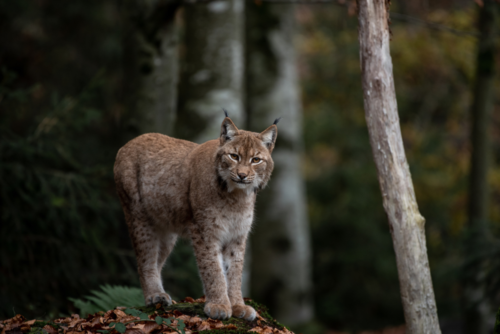 Luchs 2