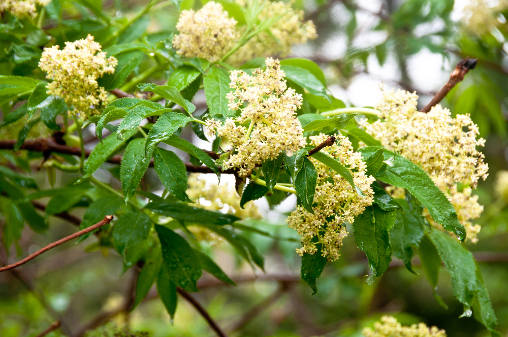 Blüte des Roten Holunders