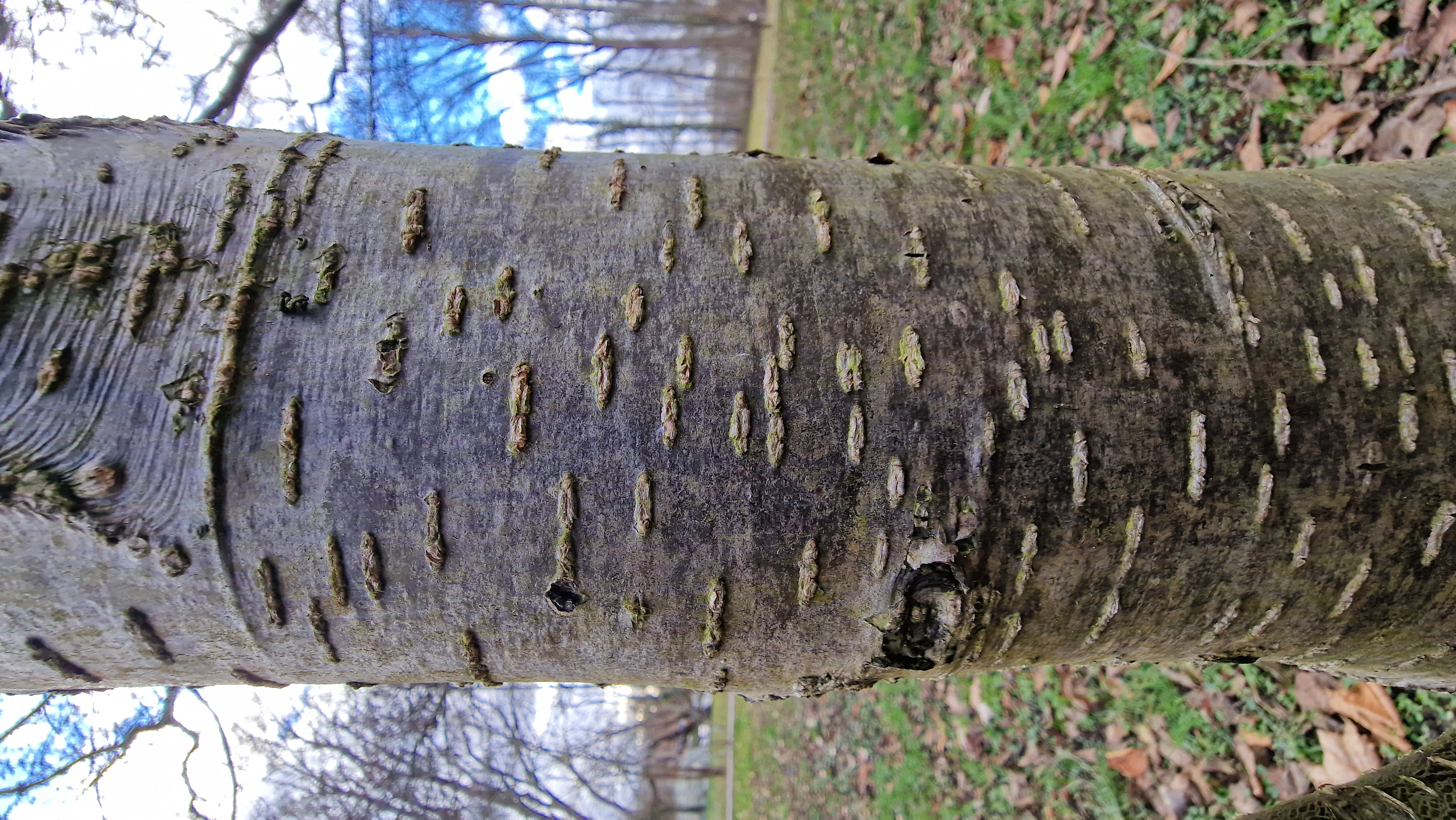 Erle-Schwarz Rinde jung 23 11