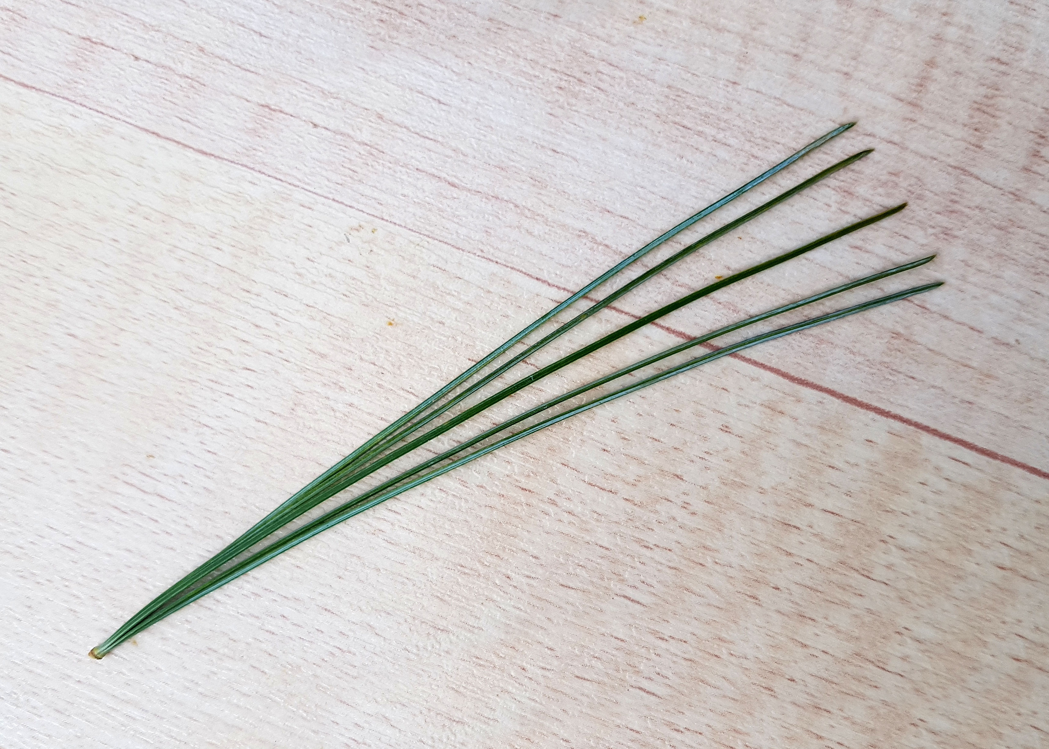 Kiefer-Weymouths Blatt 20220202_132954