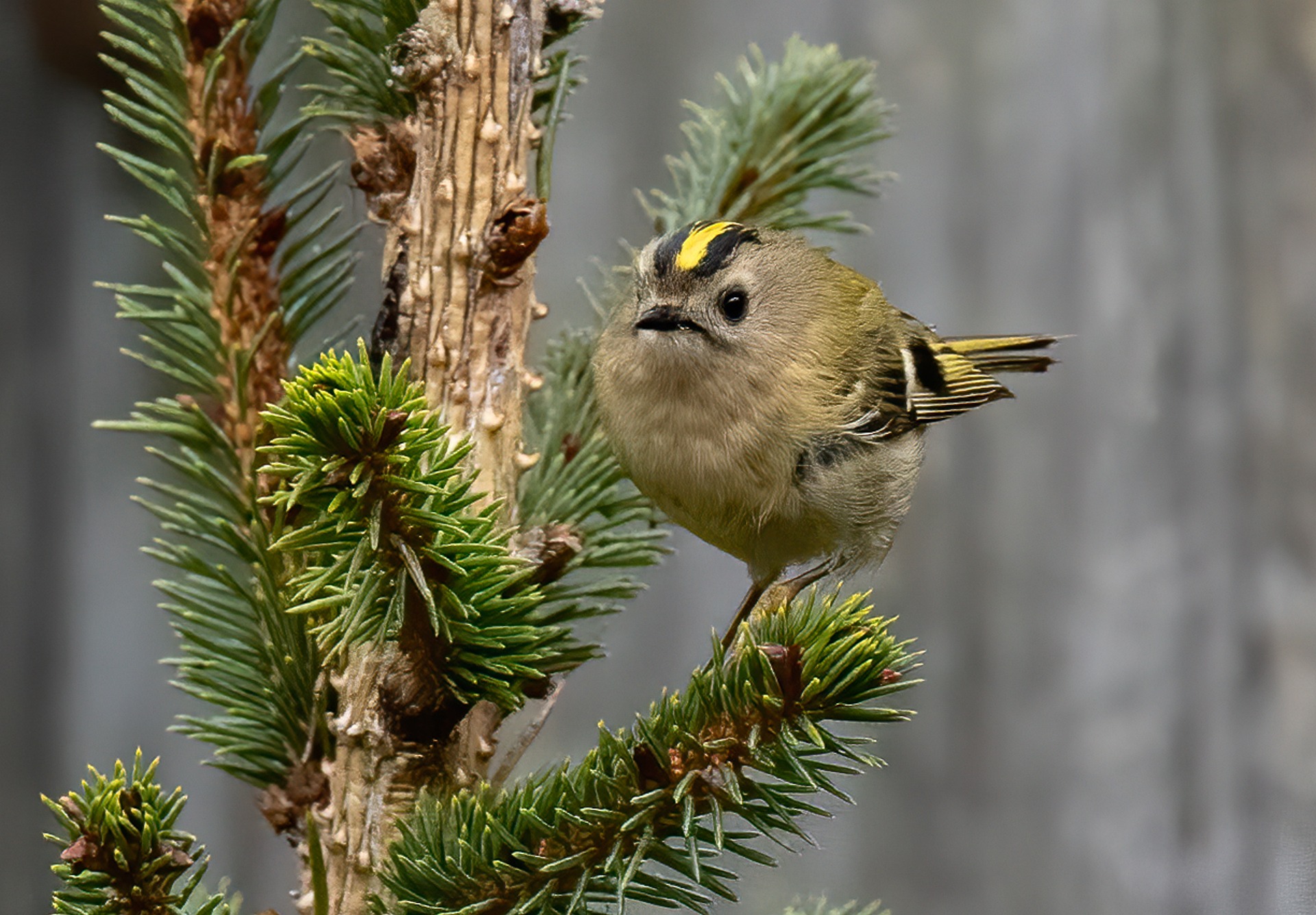Wintergoldhähnchen