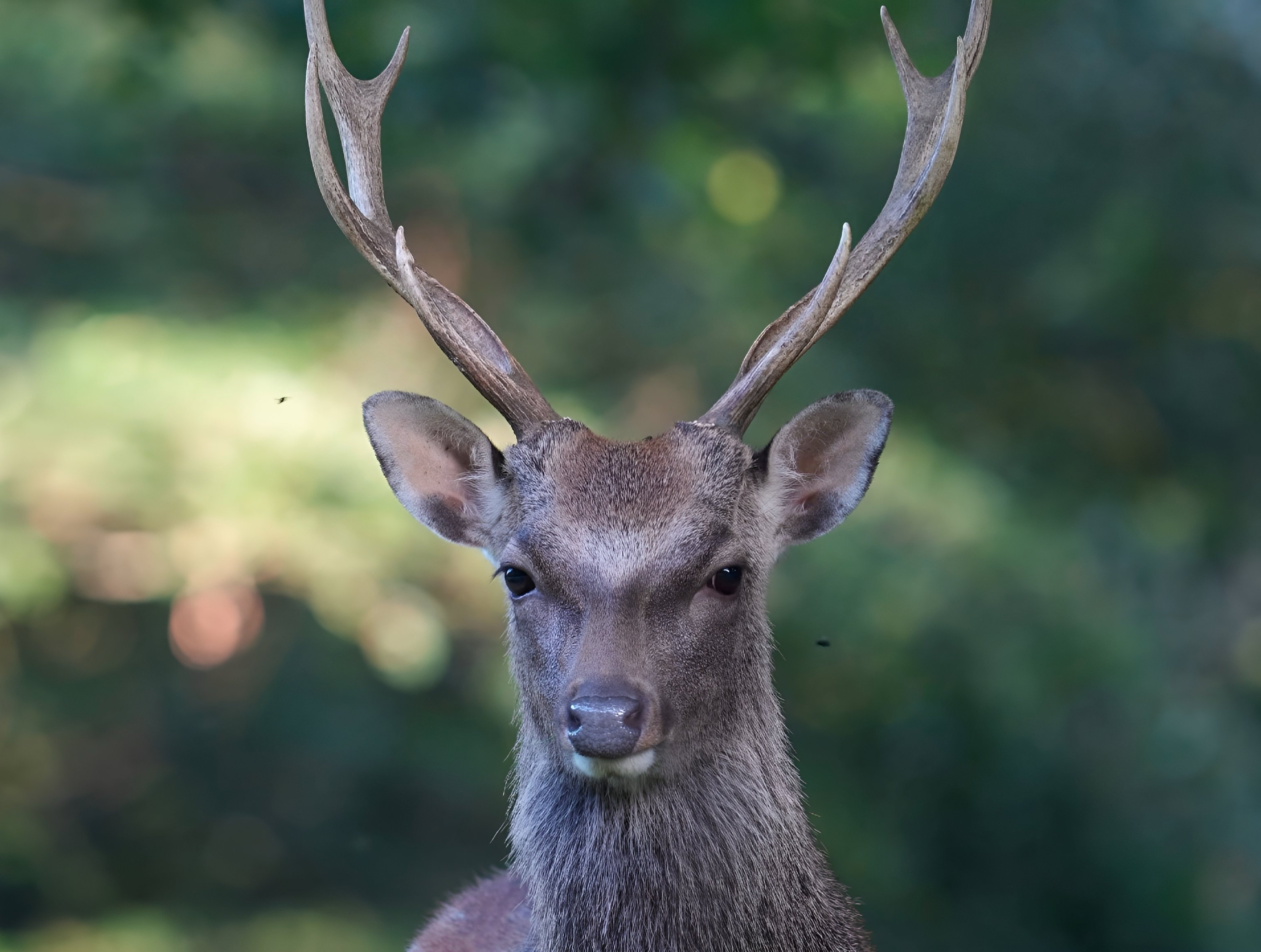 Geweih vom Sikahirsch