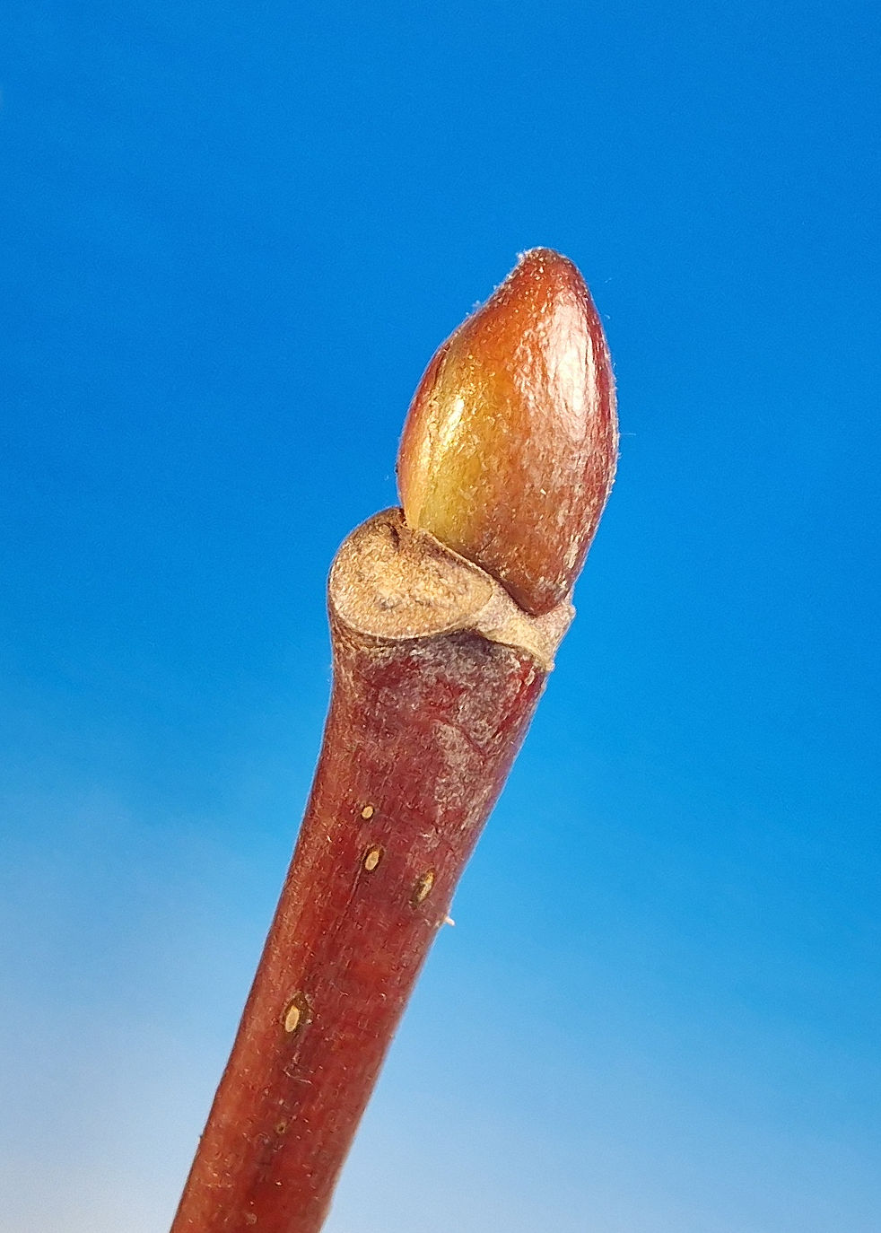 Linde-Sommer Knospe u 20240122_171354