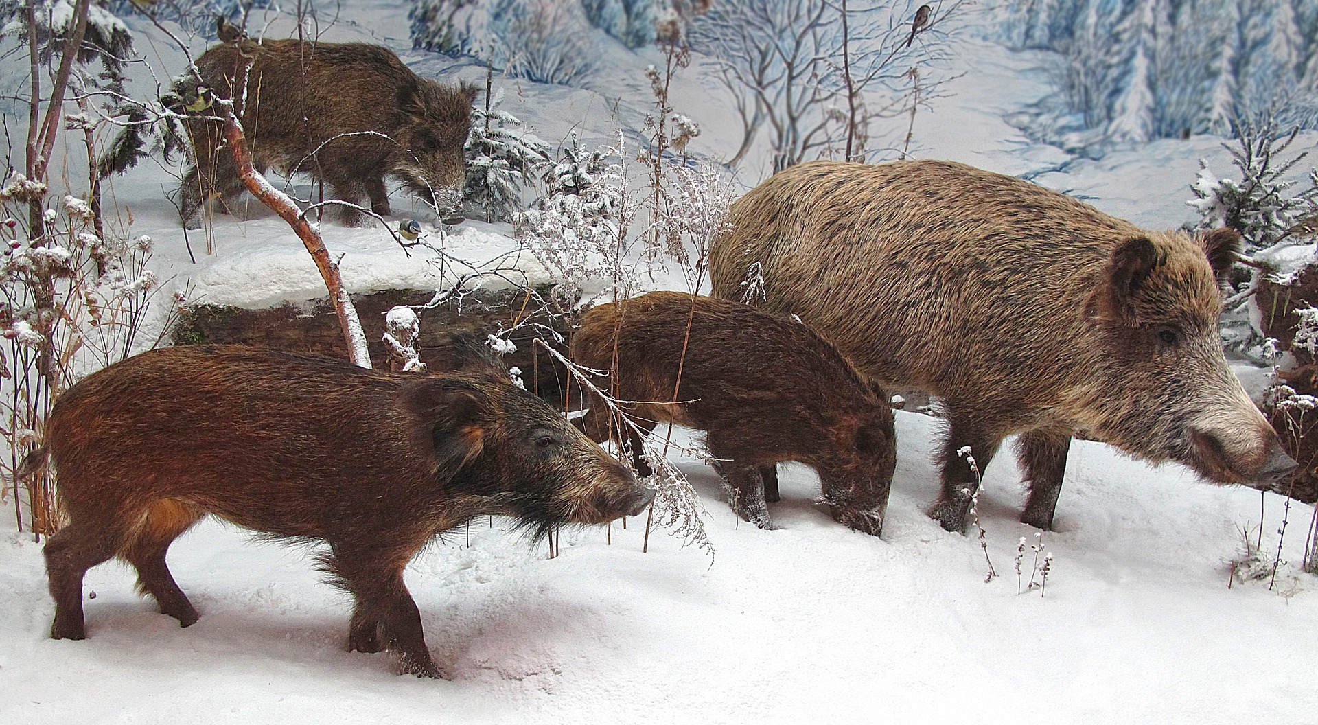Rotte Frischlinge Winter