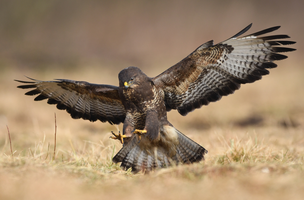 Mäusebussard Nahrung