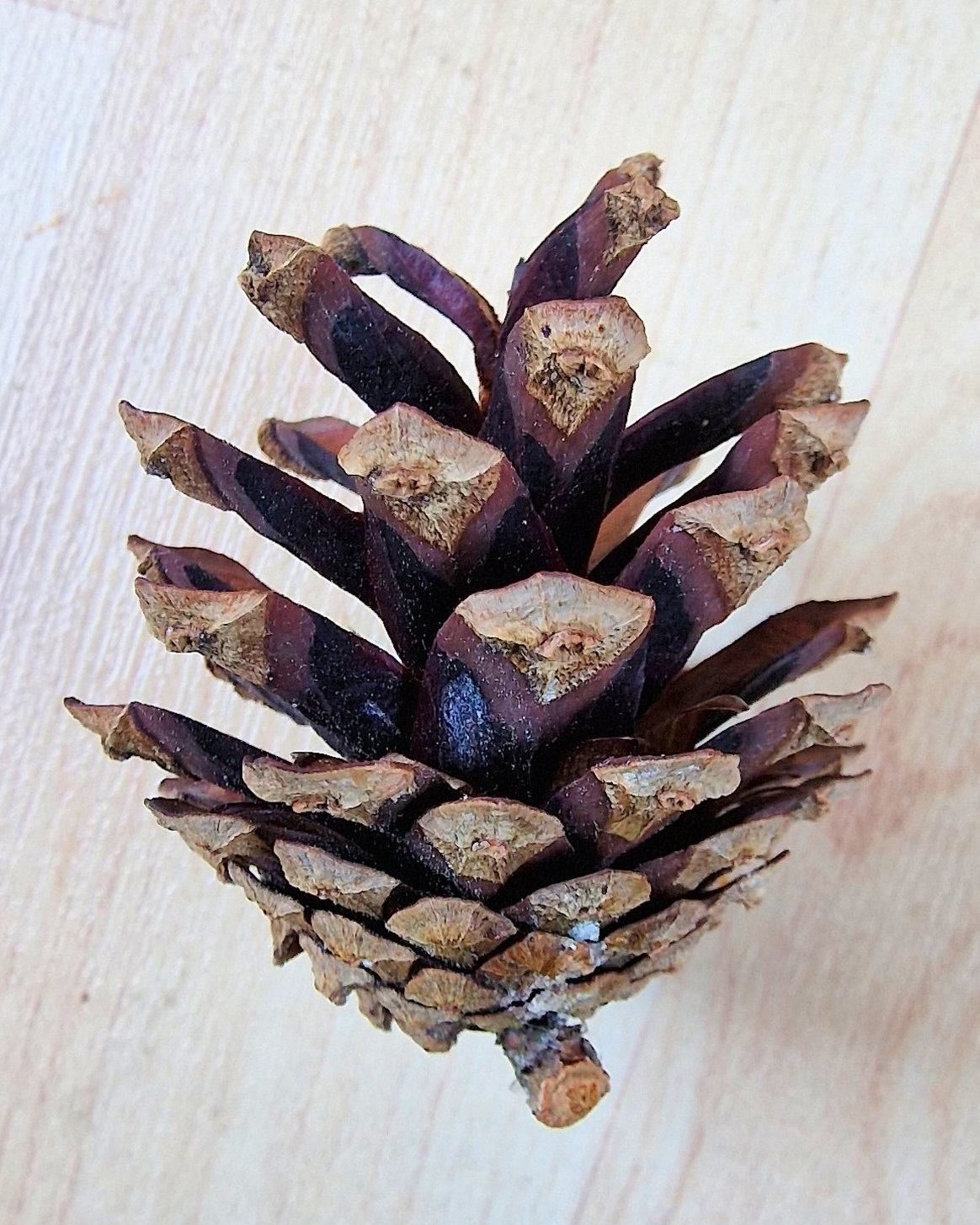 Kiefer-Wald Samen 3 Kopie 2