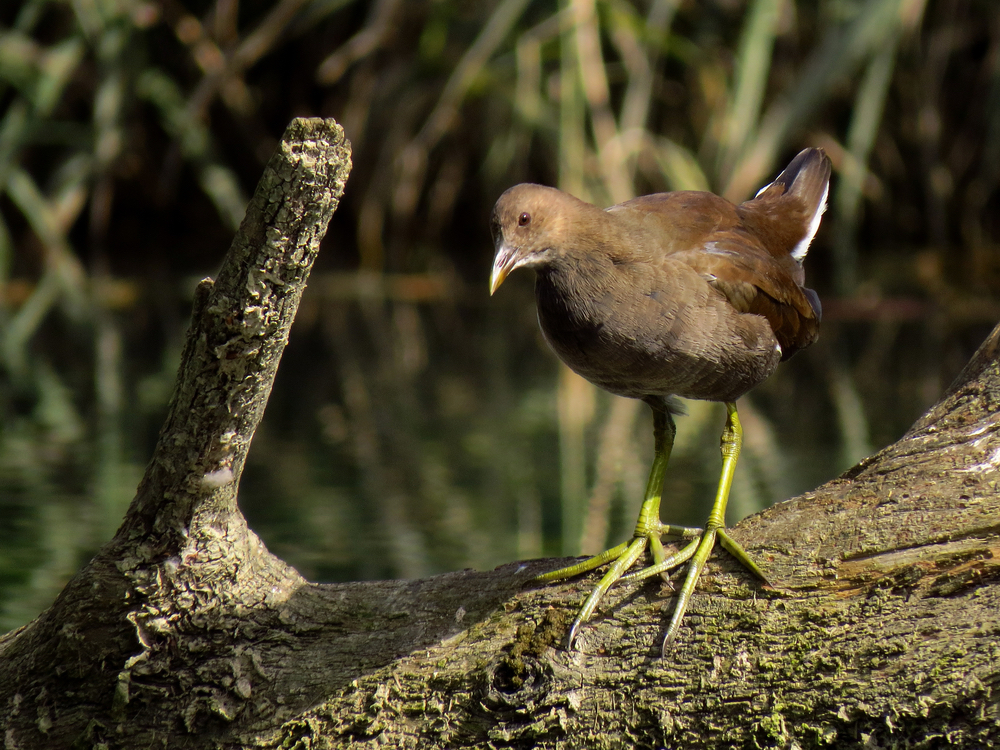 Juveniles grünfüßiges Teichhuhn (Teichralle)