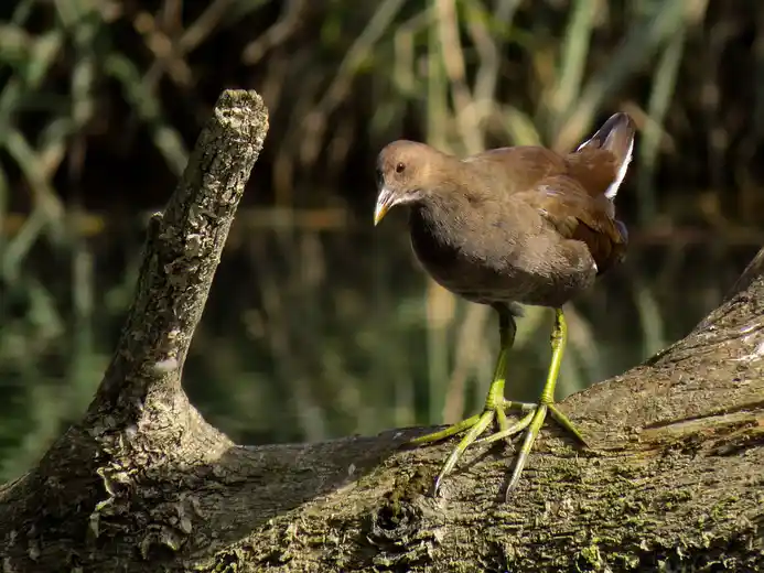 Juveniles grünfüßiges Teichhuhn (Teichralle)