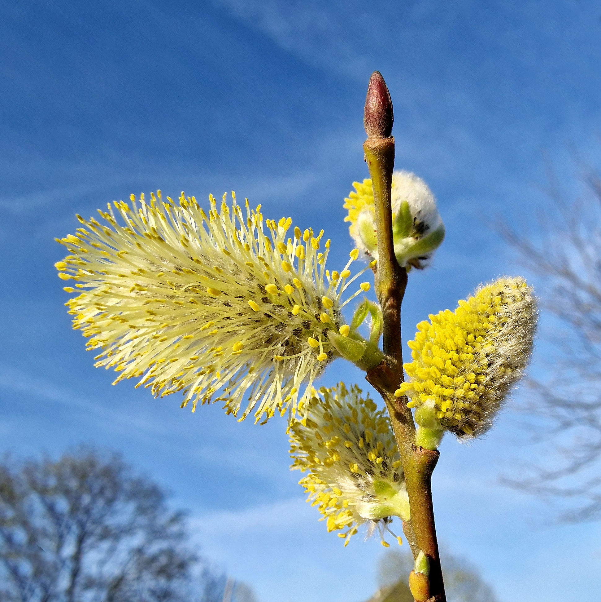 Blüte der Sal-Weide