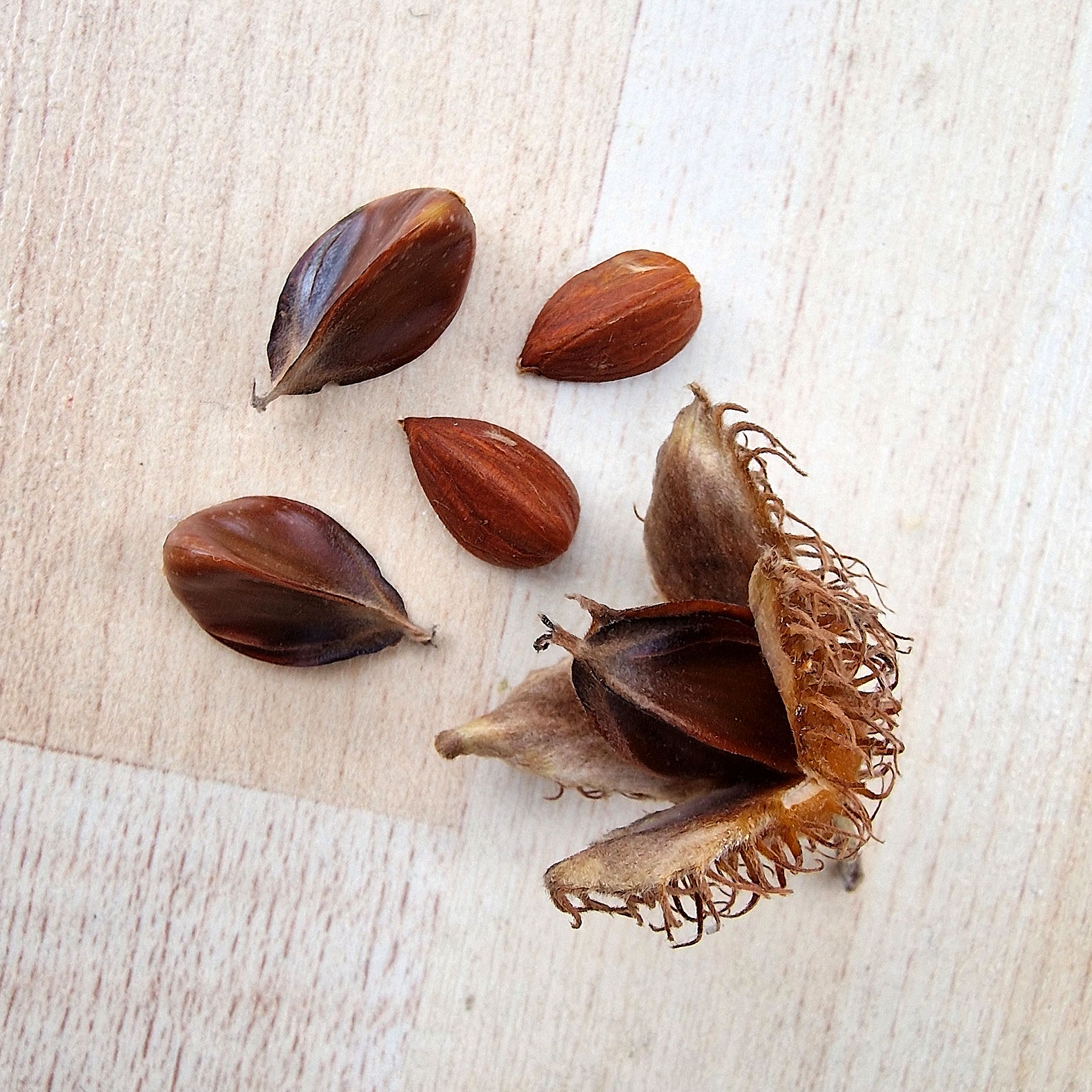 Buche-Rot Samen 20220921_181318