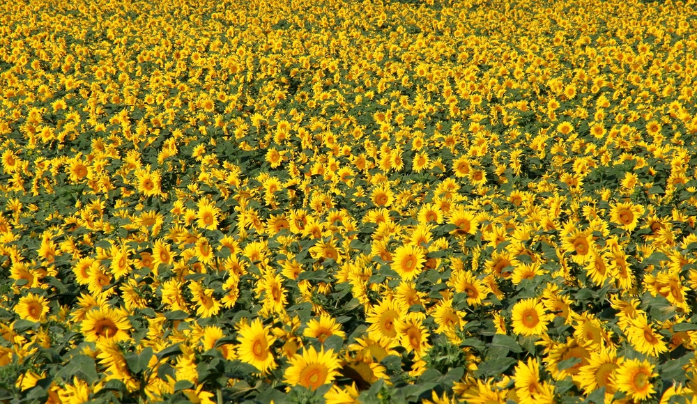 Sonnenblume