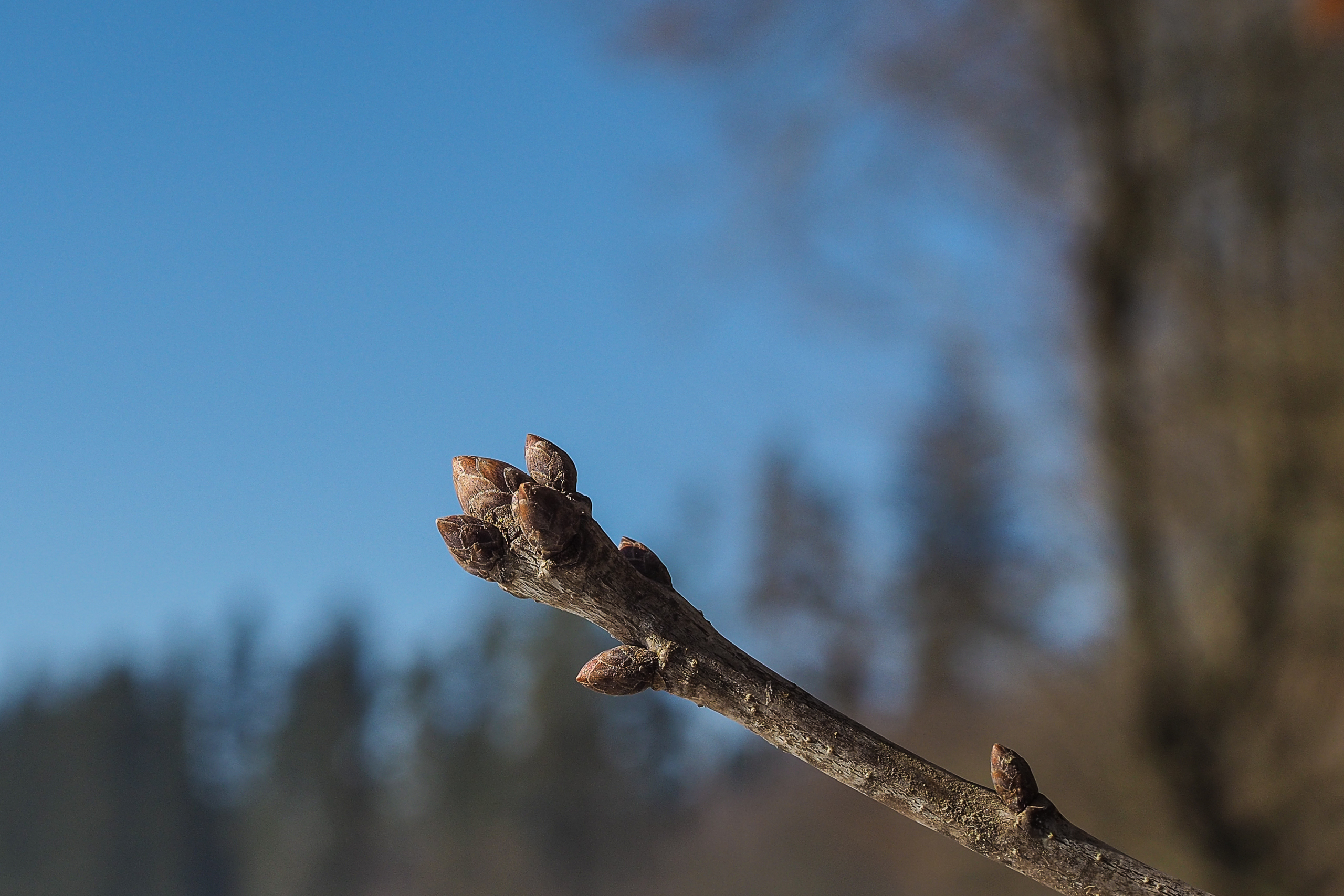 Ast der Eiche mit mehren Knospen an der Astspitze