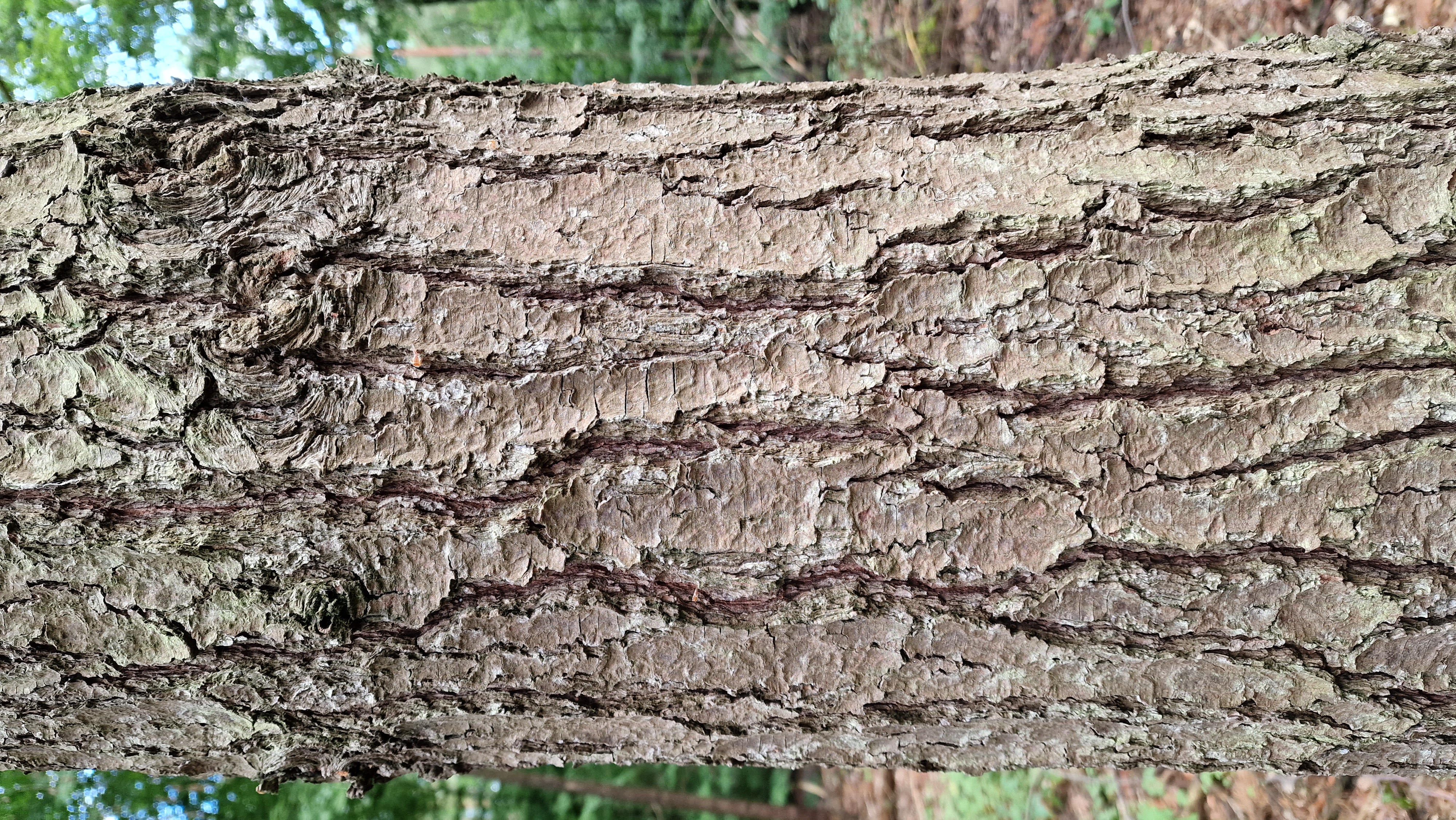 Kiefer-Weymouths Rinde 20220620_170359