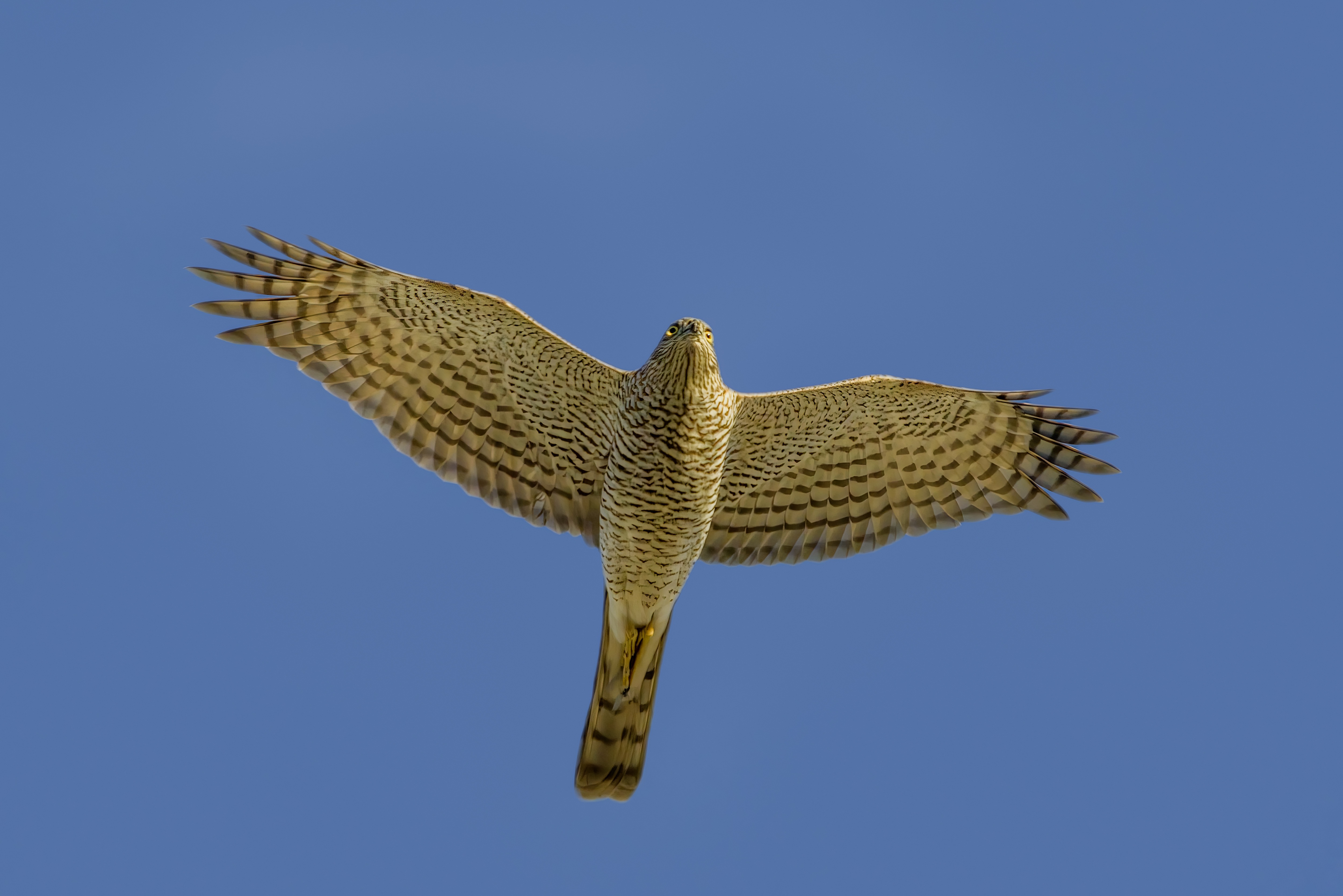 Flugbild des Sperber mit geradem Stoß