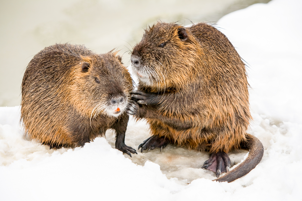 Zwei Nutria mit Schimmhäuten der Hinterläufe und typisch rundem Schwanz