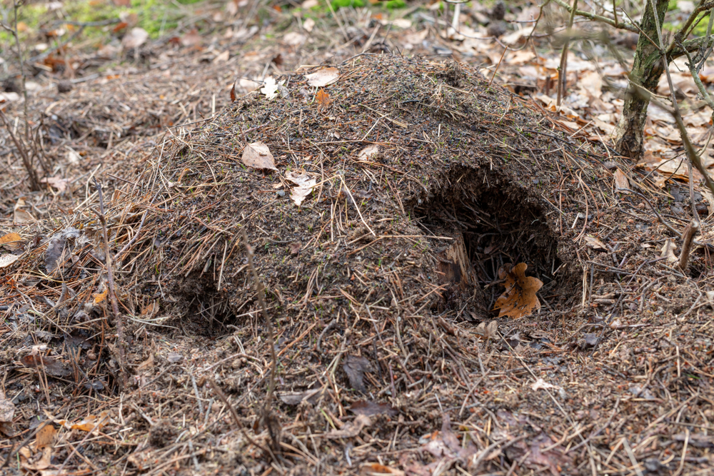 Ameisenhaufen durch Schwarzwild geschädigt
