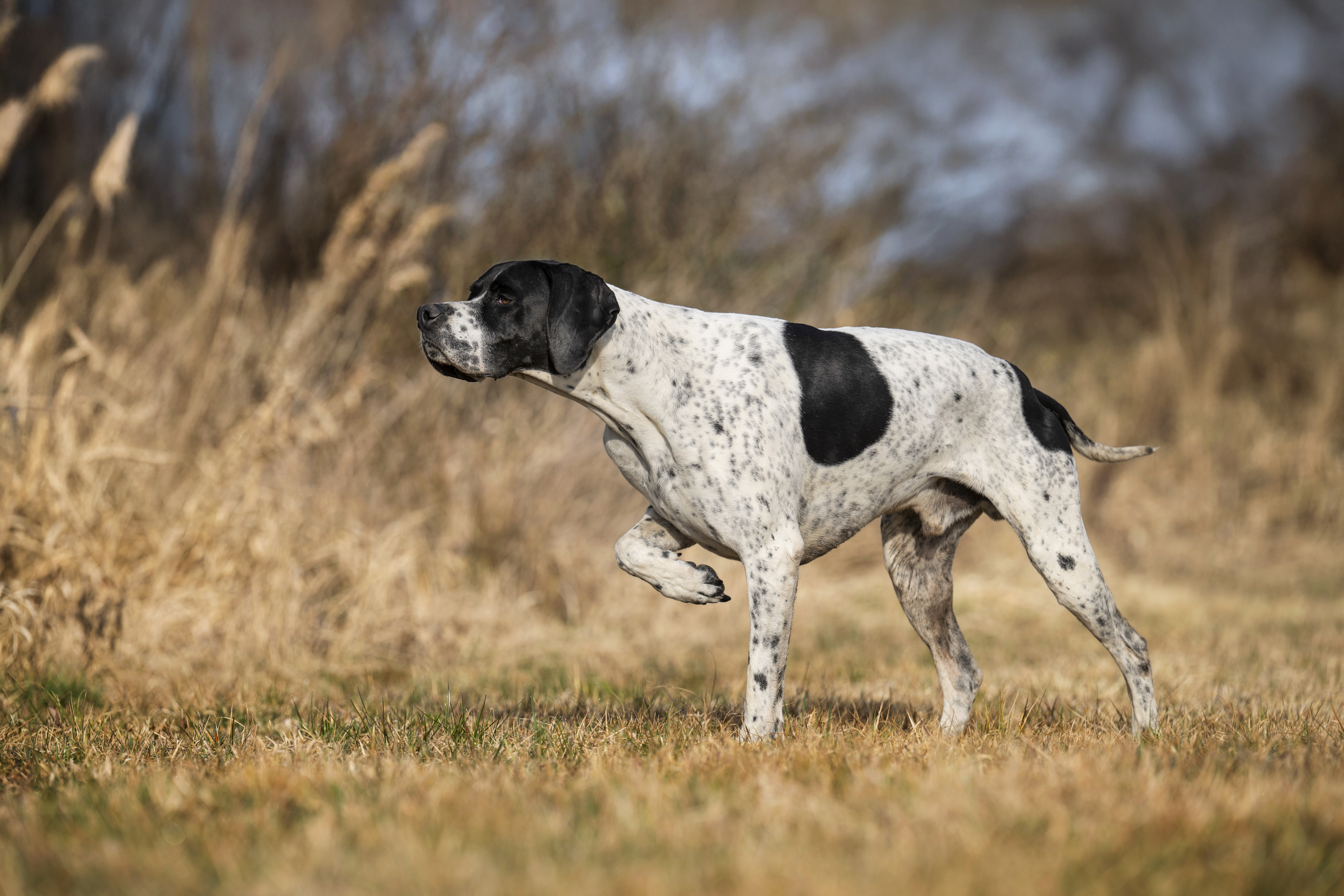 English Pointer beim Vorstehen