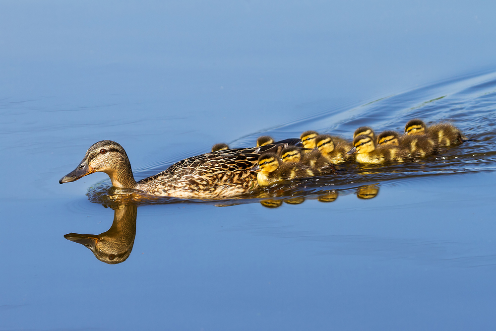 Stockente mit Küken