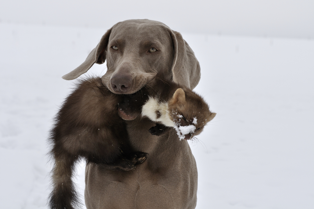Weimaraner apportiert Steinmarder