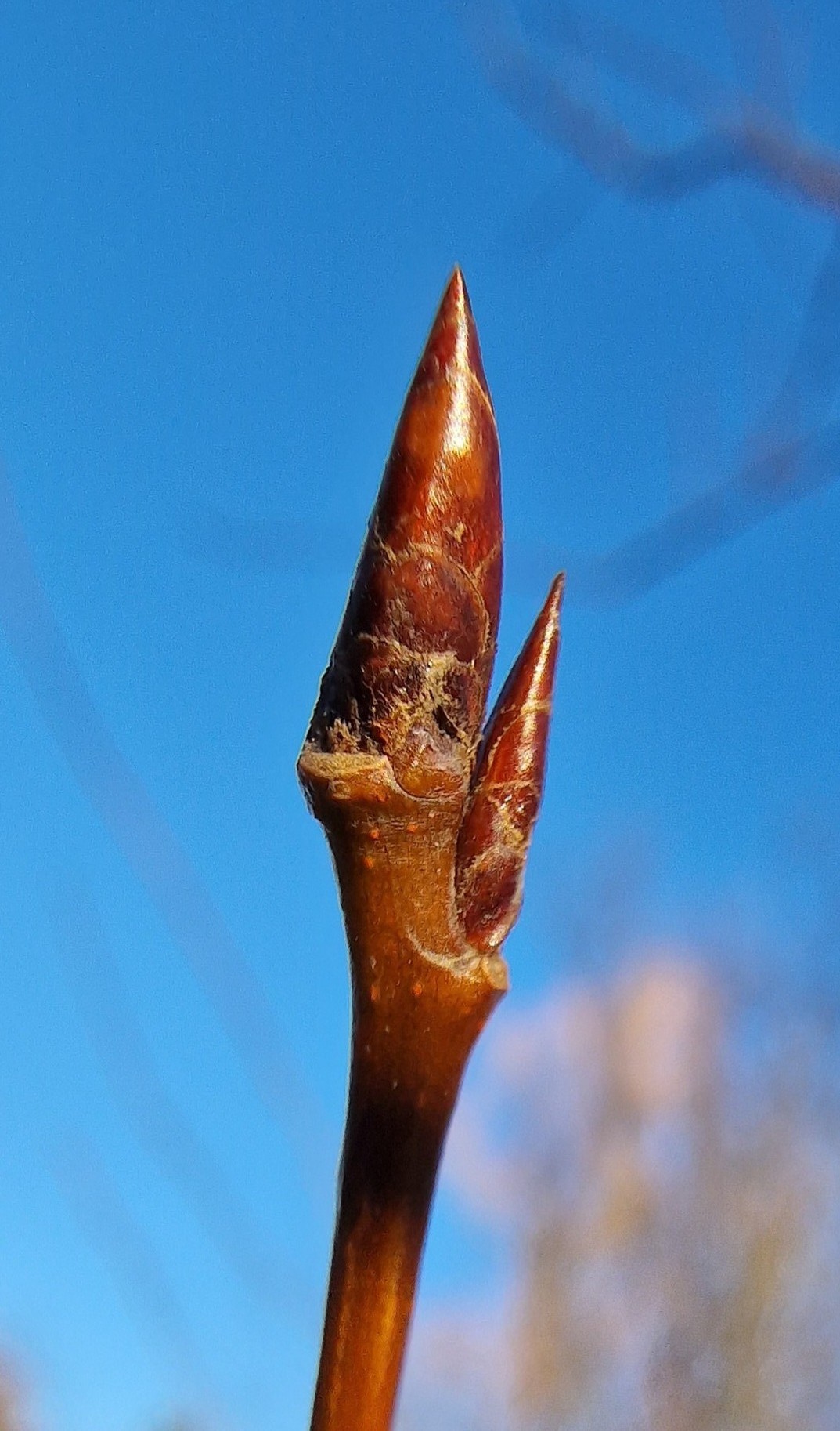 Pappel-Zitter Knospe 20240109_142613