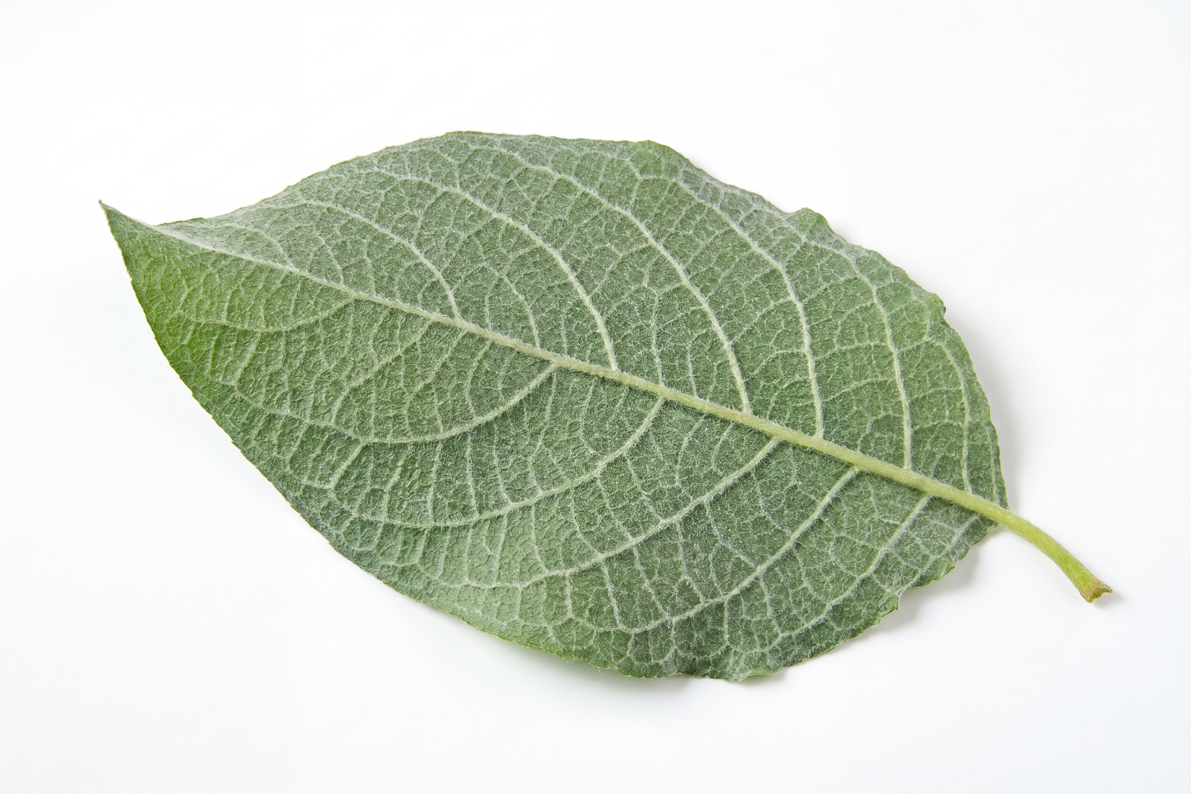 Blatt der Sal-Weide (Unterseite)