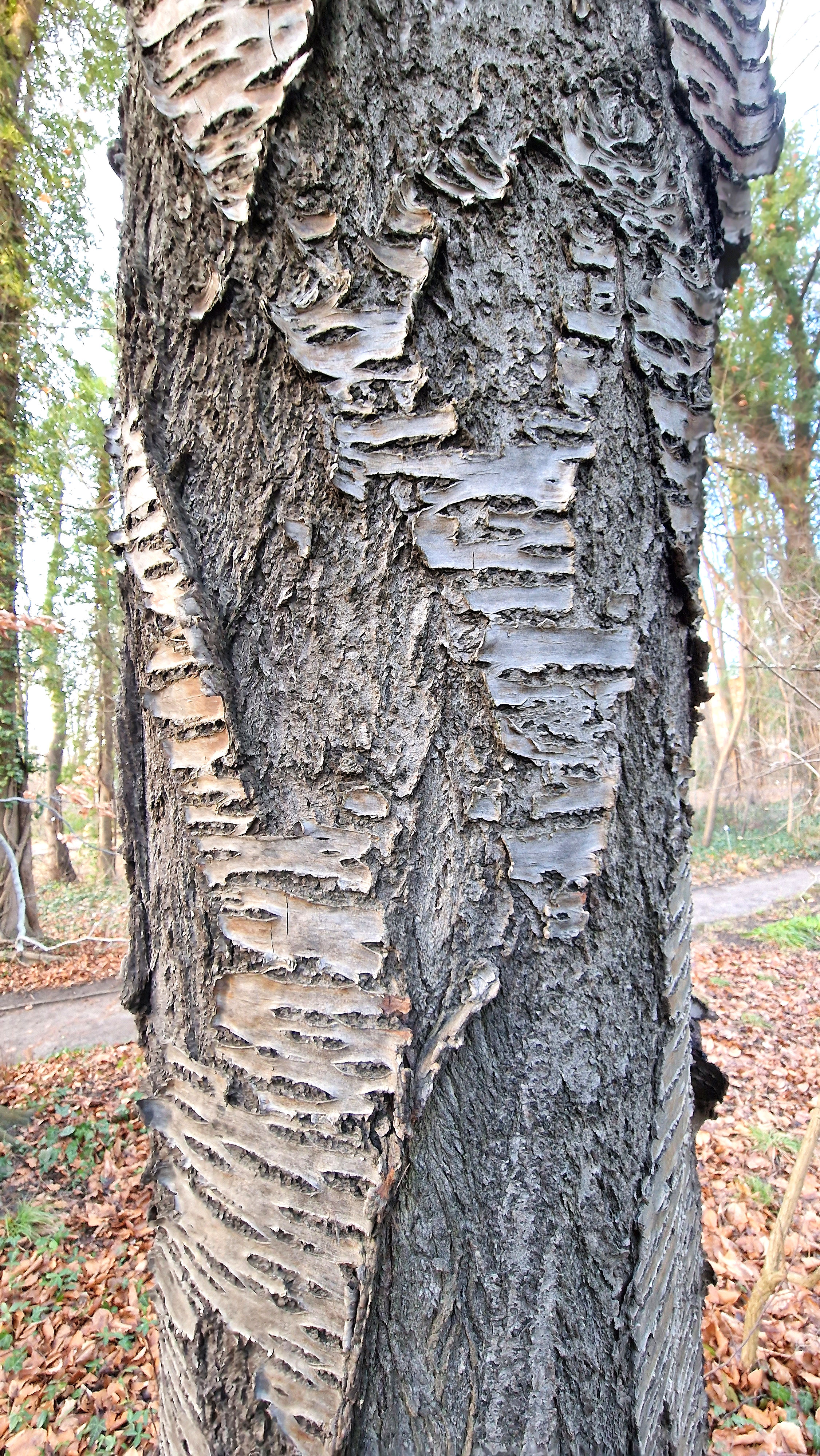 Kirsche-Vogel-Wild Rinde 23 (2)a