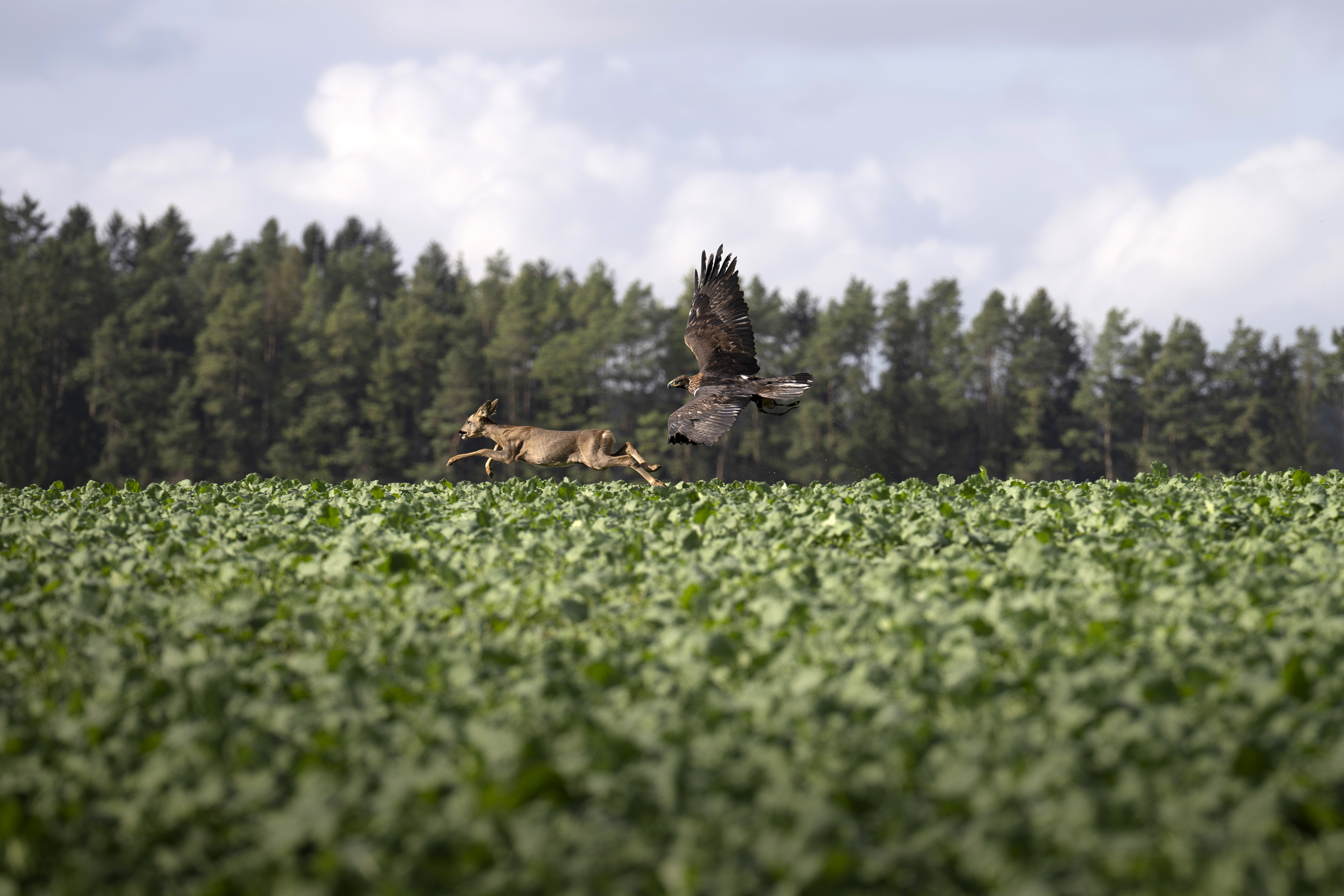 Steinadler beizt Rehwild