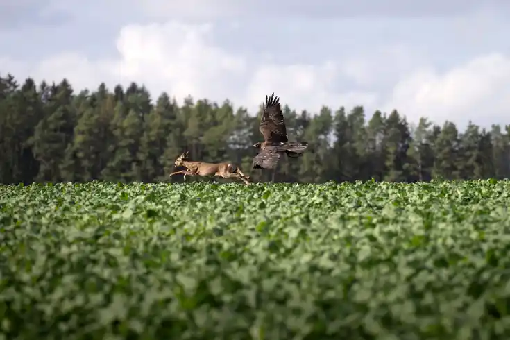 Steinadler beizt Rehwild