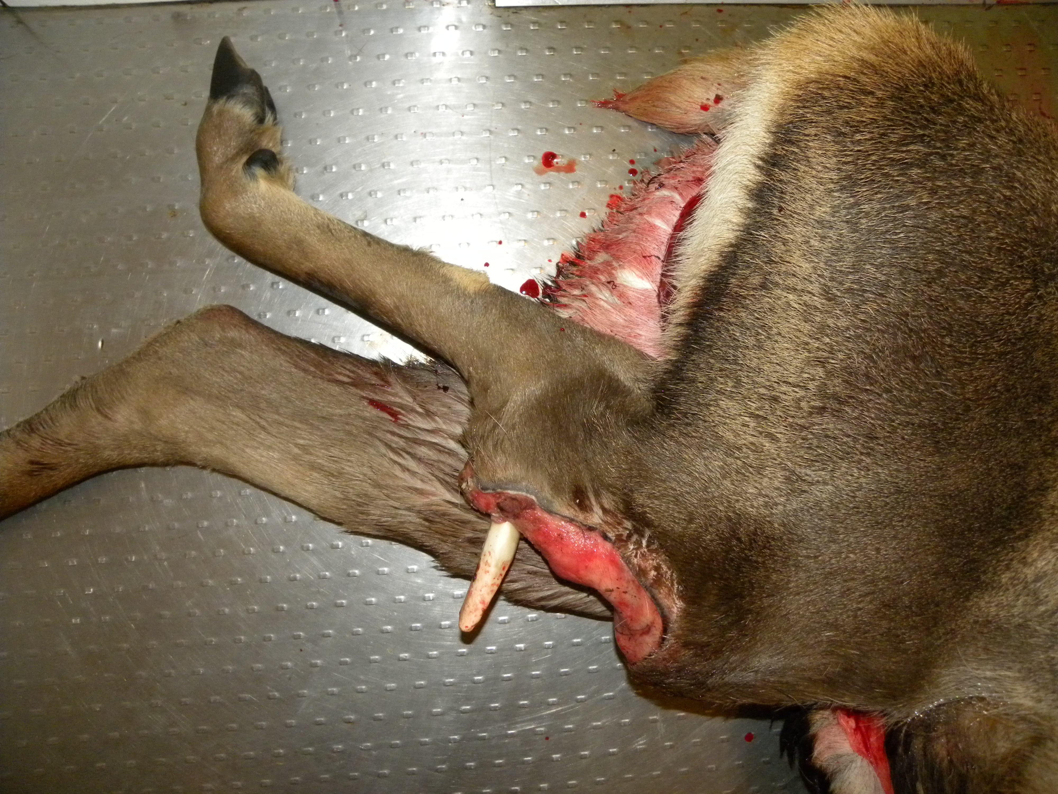 Alte Schussverletzung mit herausstehendem Knochen