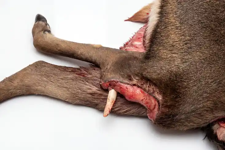 Alte Schussverletzung mit herausstehendem Knochen