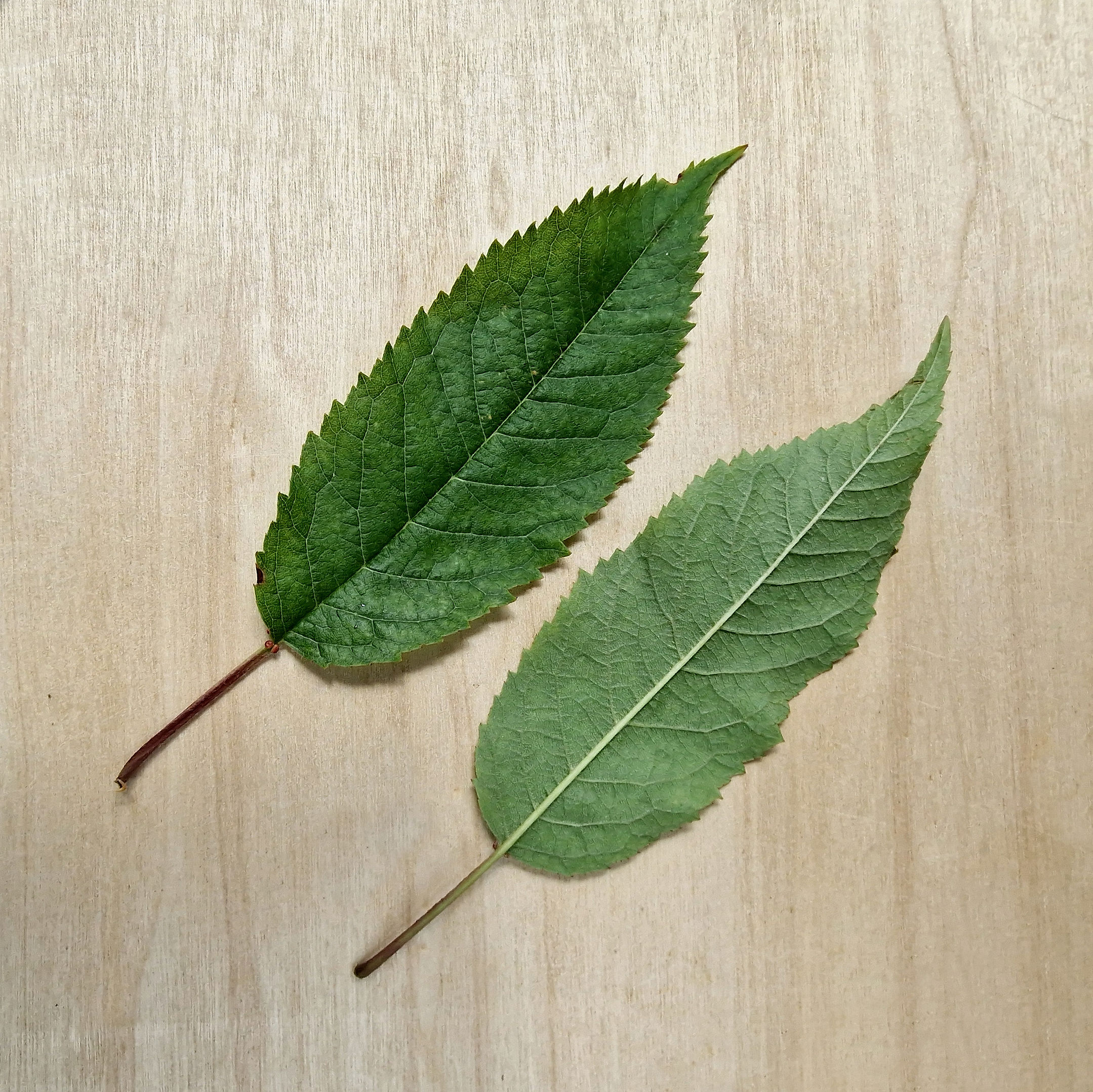 Kirsche-Vogel-Wild Blatt 20250622_141204