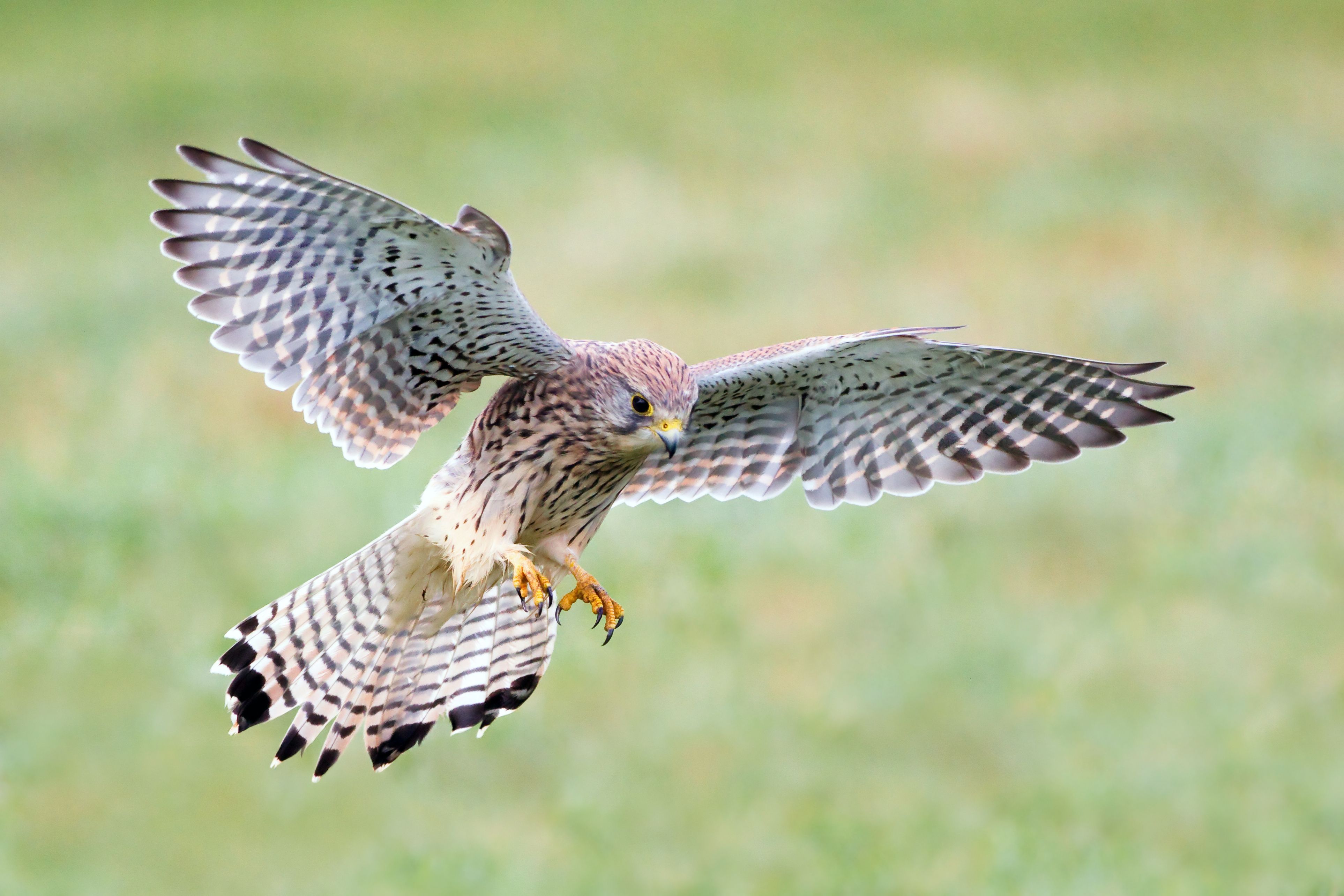 Weiblicher Turmfalke im Rüttelflug