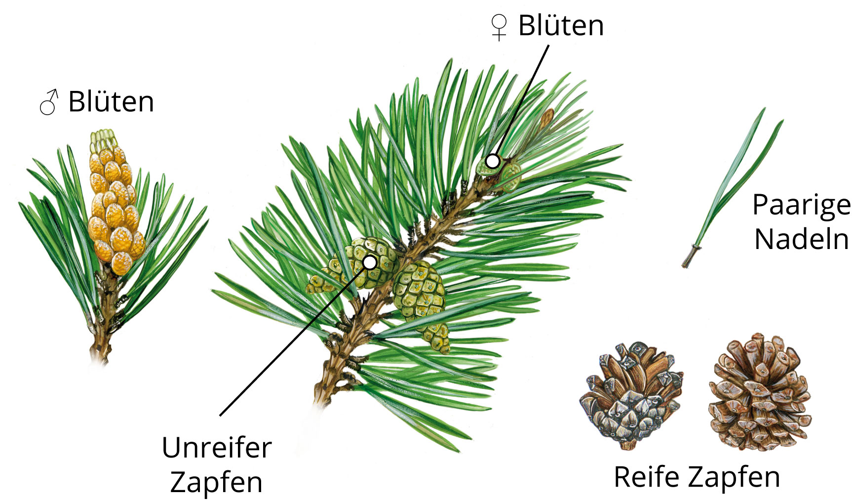 Übersicht der Bestandteile der Gemeinen Kiefer