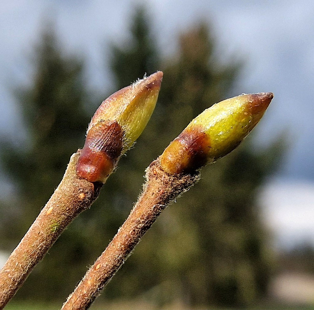 Birke-Moor Knospe Zweig 20250314_114525a