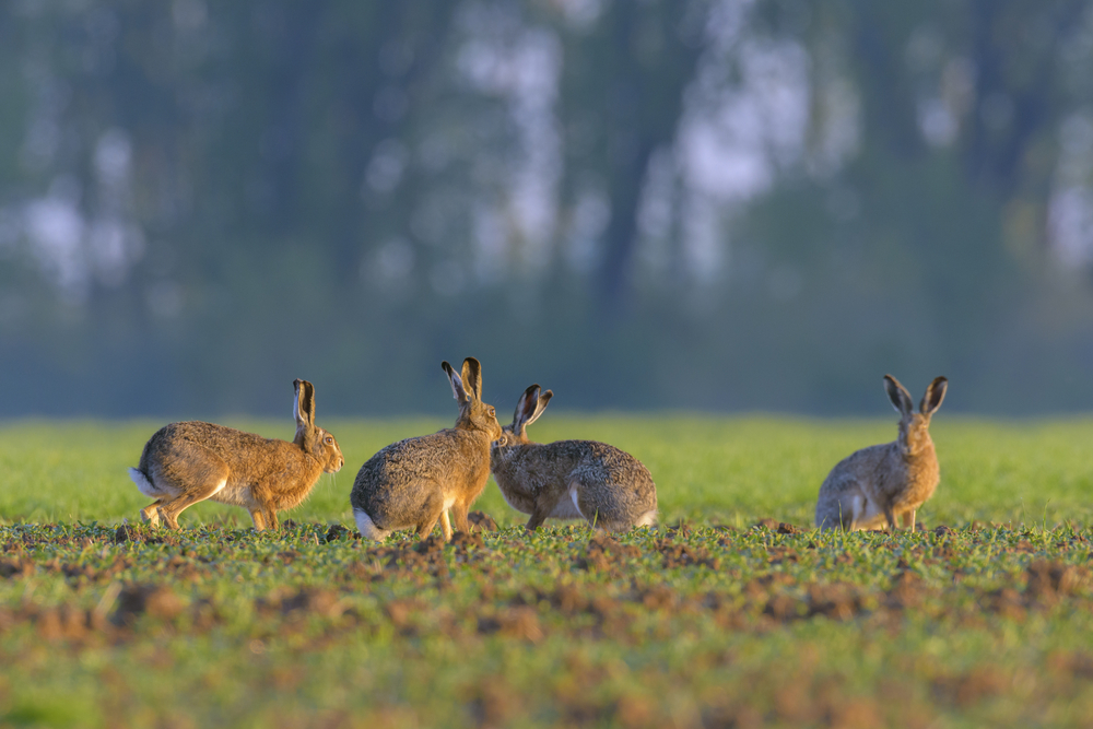 Hase Feld