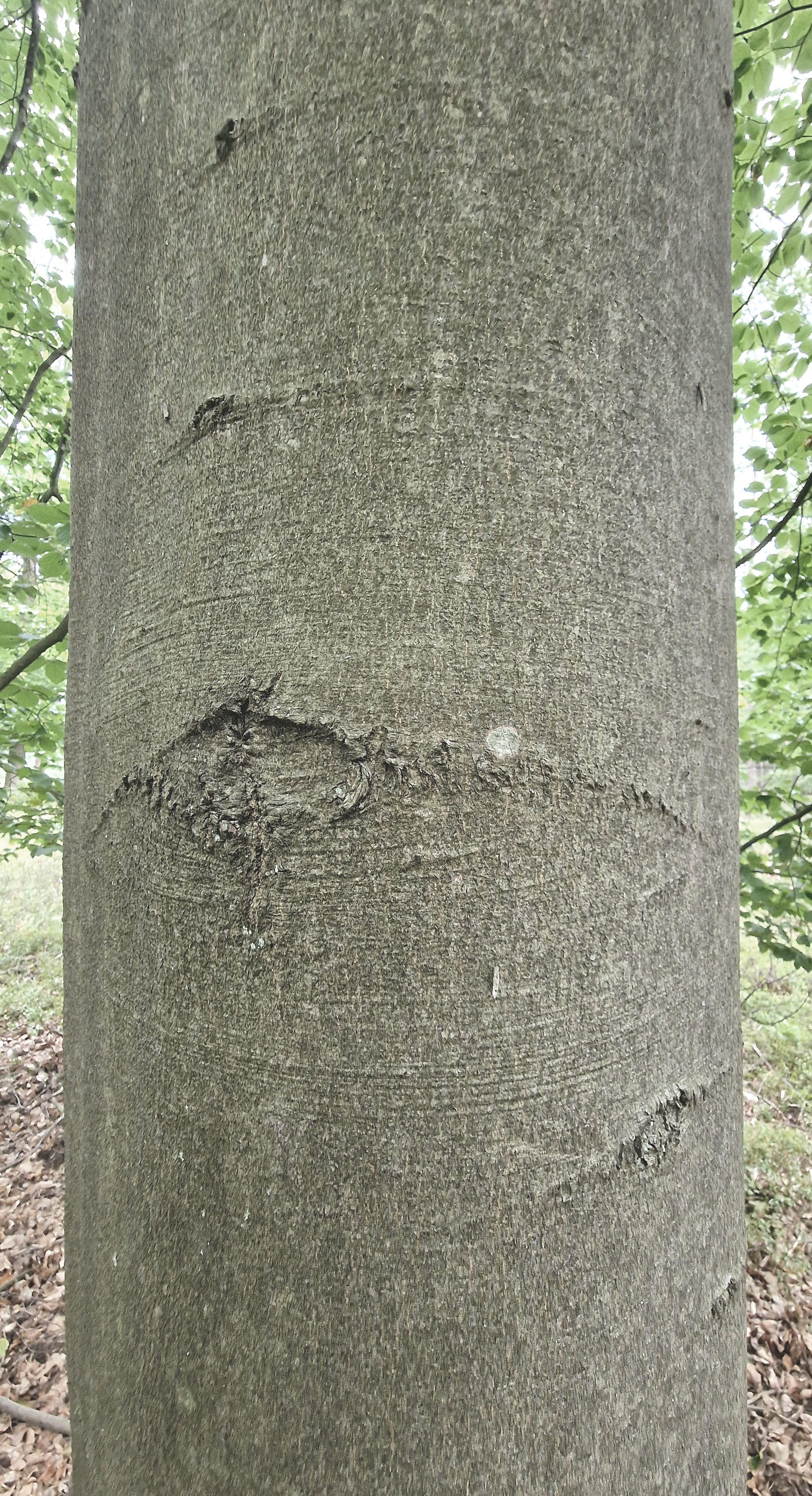 Buche-Rot Rinde jung 20230923_160821